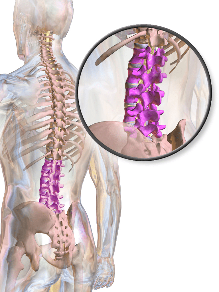 The lumbar spine