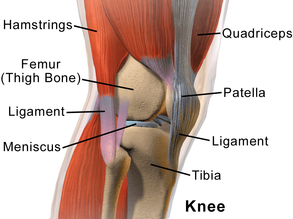 What Is a Patella Stabiliser? - Physioroom Blog